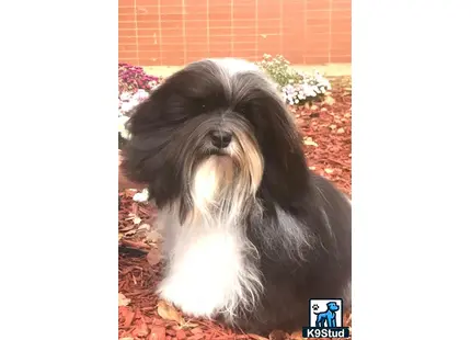 a havanese dog sitting on the ground